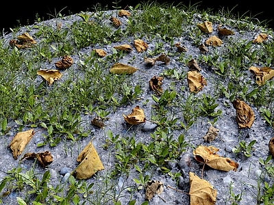 花草 草地 苔藓 花坛花草 落叶