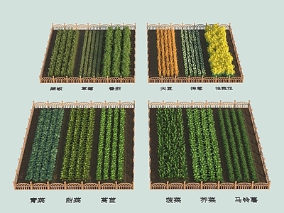 农作物 菜地 菠菜 青菜 莴苣 油菜花