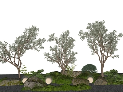 植物组合 创意绿植 造景乔木 橄榄树 景观树