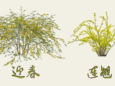 灌木 2D迎春花 连翘花 常用花