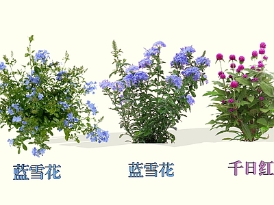 灌木 2D蓝雪花 千日红 火球花 蓝花丹 角柱花