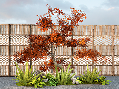 植物组合 现代花镜 造型红枫树 狐尾天门冬 植物草