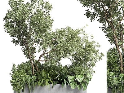其他绿植