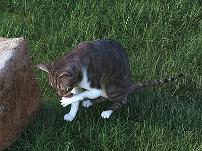 猫 猫 动物 家禽