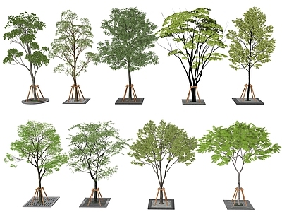 现代行道树 树篦子 景观树 乔木 树支架 种植池 树盖板 雨水篦子