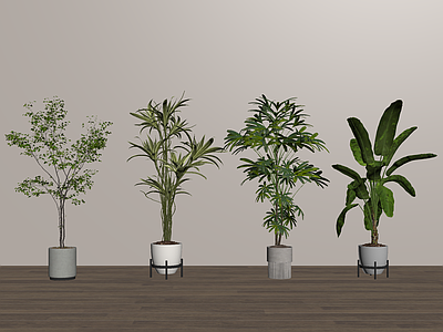 盆栽 家居植物盆栽 绿植盆景