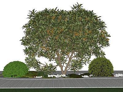 植物组合 枇杷 丛生枇杷 常绿植物