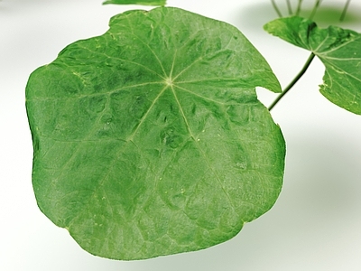草 写实植物 三叶草 国外三叶草 草
