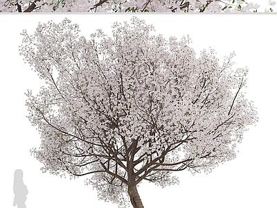 其他树木