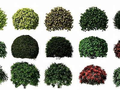 灌木 现代灌木 绿篱 灌木球 盆栽灌木 植物