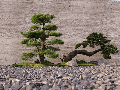 植物组合 造景 造型松 景石 石子