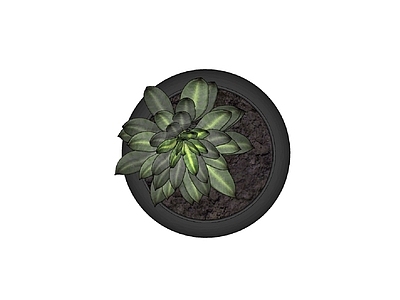 盆栽 盆栽