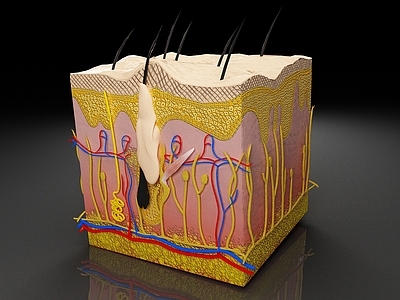 医疗器材 皮肤组织 毛囊 毛孔构造