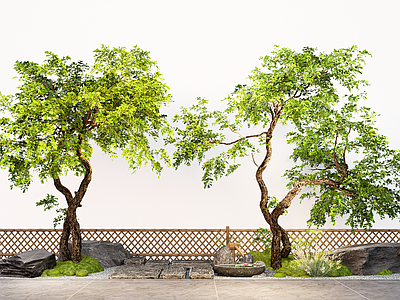 植物组合 庭院造景树 斜飘树 行道树