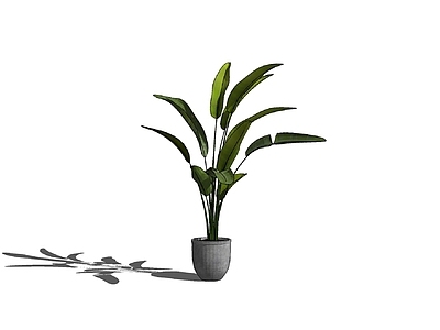 盆栽 盆栽