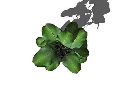 盆栽