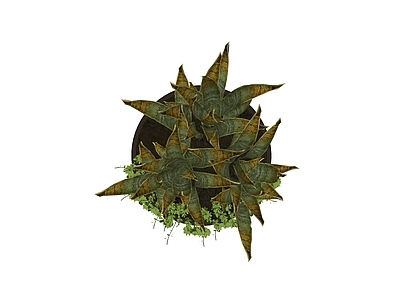 盆栽 盆栽