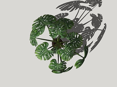 盆栽 盆栽