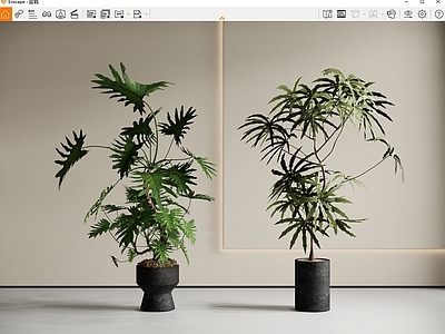 盆栽 春羽盆栽 绿植盆栽 盆景