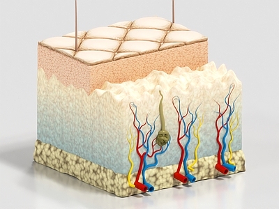 现代摆件组合 皮肤组织 毛孔 表皮 医学 皮层 摆件 生物 科普 科研