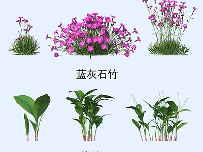 花 植物 花草 蓝灰