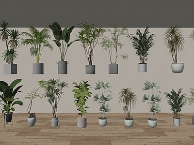 盆栽 植物摆件