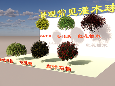 灌木 灌木球 园林植物 绿化灌木 灌木球合集 地被植物
