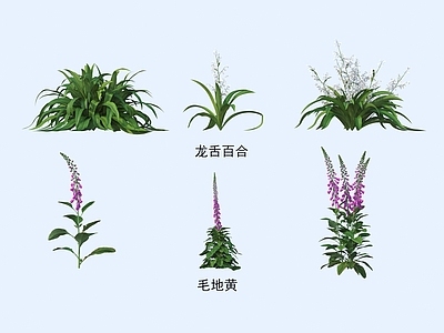 花 植物 花草 龙舌