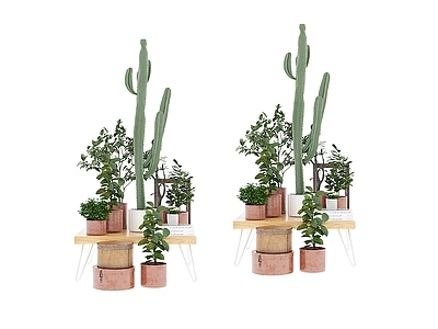 其他绿植 植物盆栽