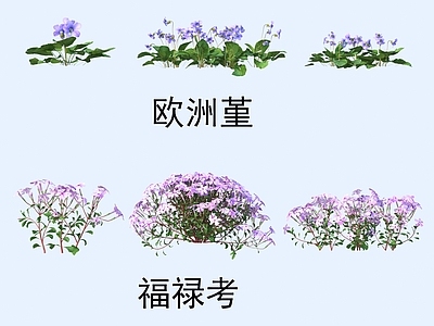 花 植物 花草