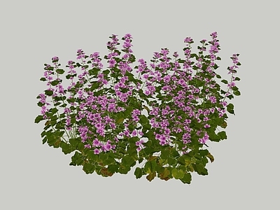 花草 芙蓉葵 花卉 鼠尾草 花境植物 盆栽花草