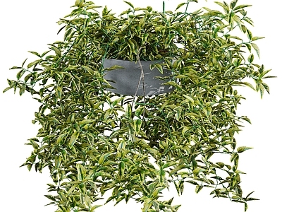 现代Solanum jasminoides 现代室内绿植