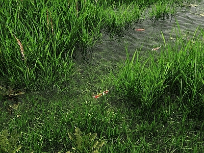 草 滨水景观 草地湿地 湿地生态草地 野外草地 野草