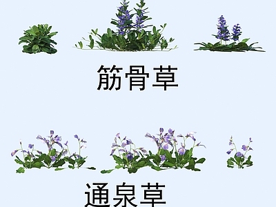 花 植物 花草 筋骨