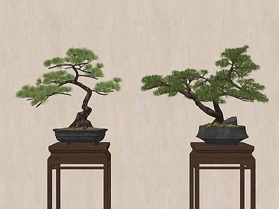 盆栽 松树盆栽 松树盆景 花几