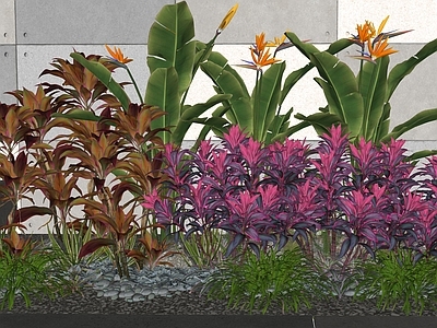 灌木 现代植物 变叶木 朱蕉 景观灌木