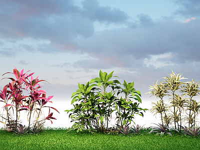 植物组合 巴西木 百合竹 景观灌木 朱蕉