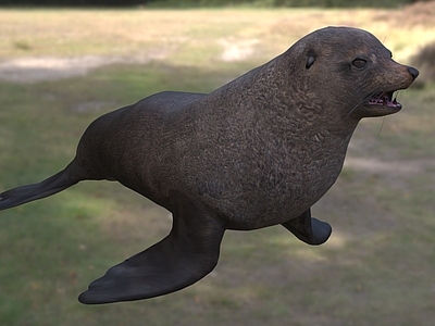 爬行类动物 海狗 动物 生物