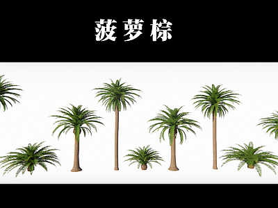 乔木 菠萝棕榈 棕榈树 乔木 热带树 景观树