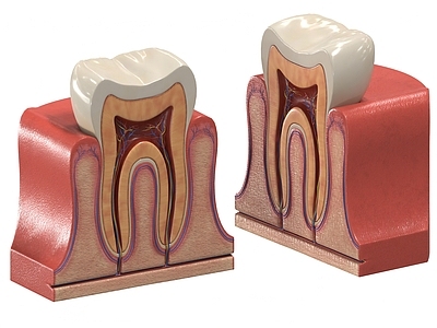 现代摆件组合 牙齿解刨 牙根 牙龈 医学摆件