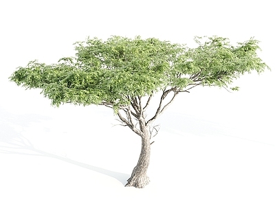 其他树木
