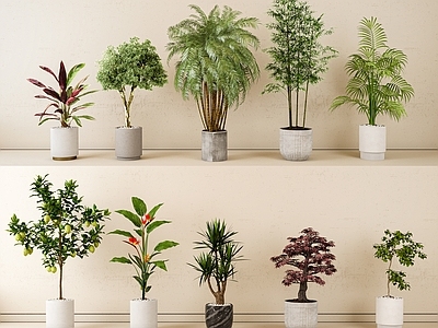其他绿植 室内盆栽 绿植 家居植物 盆栽组合