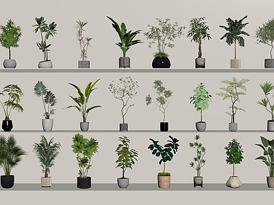 盆栽 植物 绿植 盆栽