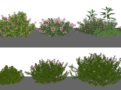 花草 花坛花草 绿篱 灌木花草 花卉花体