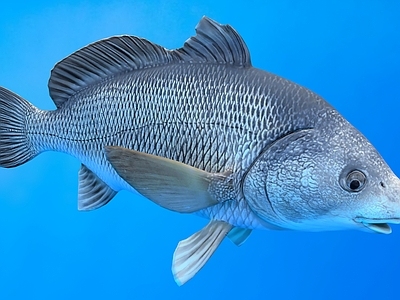 水生类动物 石首鱼 动物 生物