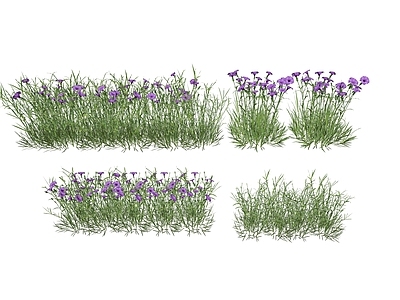 灌木 翠芦莉 紫色灌木 花草 花卉