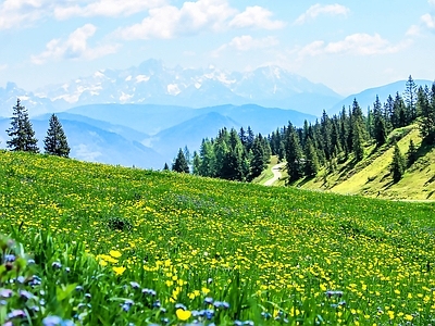 现代风景 花海