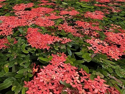 灌木 龙船花贴图 无缝贴图 灌木 绿篱 常年开花