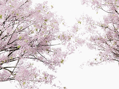乔木 樱花树 景观树 庭院树 梨花树 花树