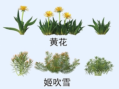 花草组合 植物 花草 黄花